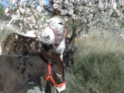 Matilde and Rubí in the almond blossom